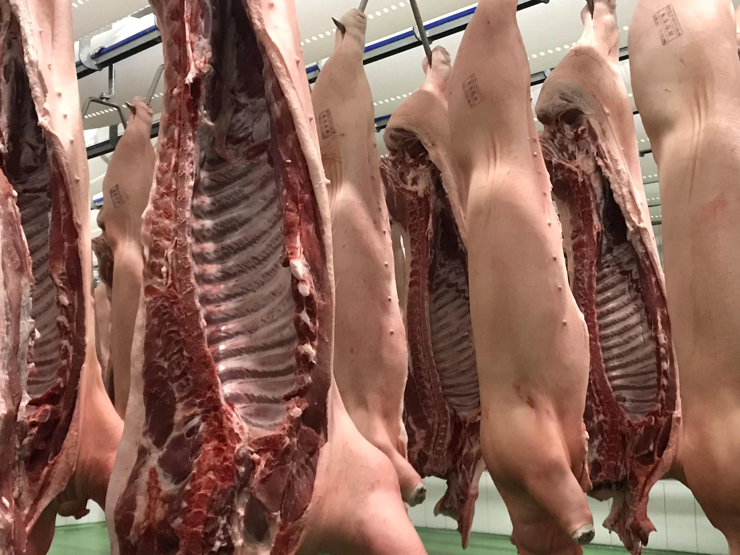 Thịt lợn xẻ treo trong nhà lạnh, chuẩn bị cho quá trình chế biến.