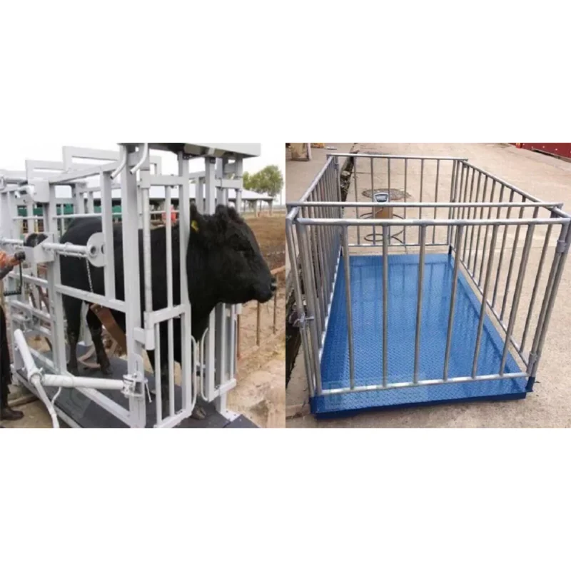 Chuồng bò bằng kim loại, dùng để kiểm tra sức khỏe vật nuôi.