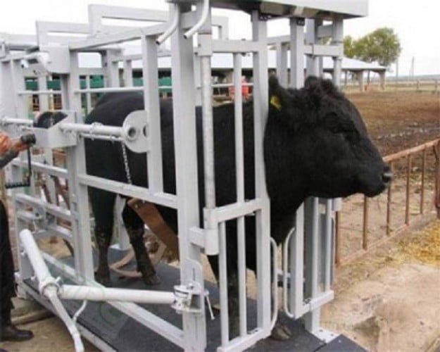 Con bò đen bị mắc kẹt trong khung kim loại trắng ở trang trại.