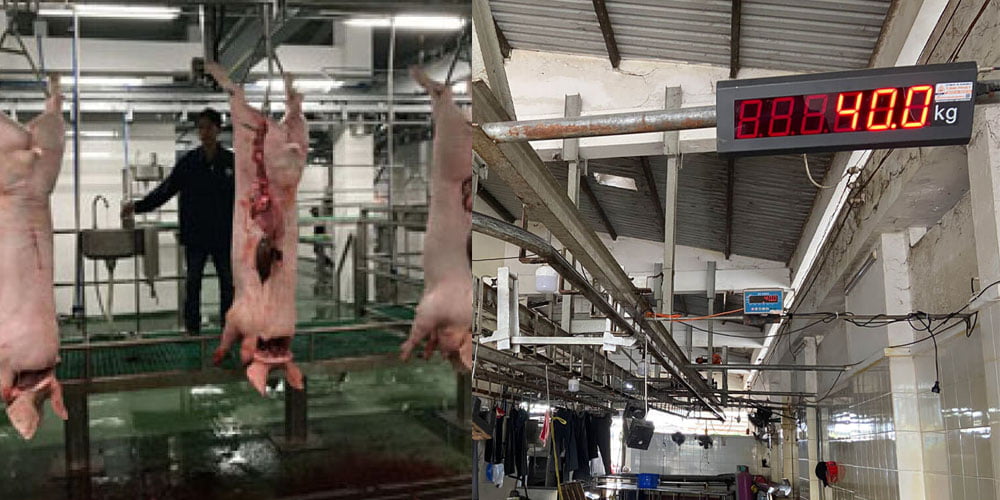 Xưởng giết mổ lợn với cảnh tượng khá xót xa và đáng ngại.