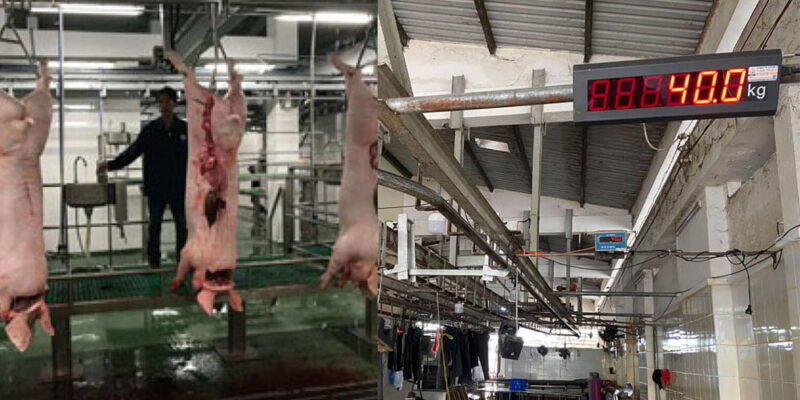 Nhà máy chế biến thịt heo với dây chuyền hiện đại, công nghiệp.