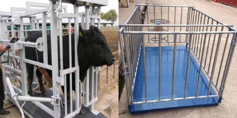 Bò đen trong khu vực chăn nuôi, có hàng rào kim loại bảo vệ.