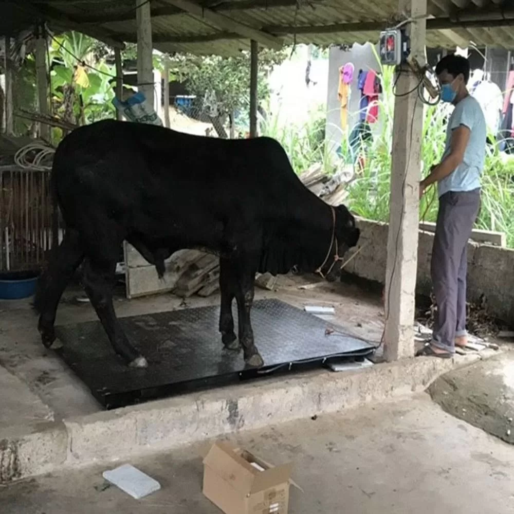 Người đàn ông đang cân một con bò đen lớn trong trang trại.